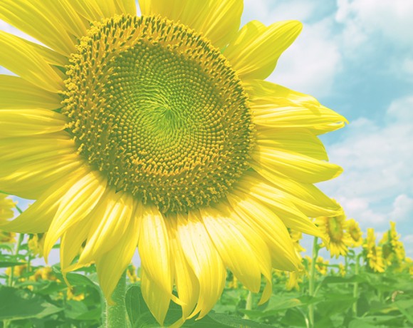 picture of a sunflower plant